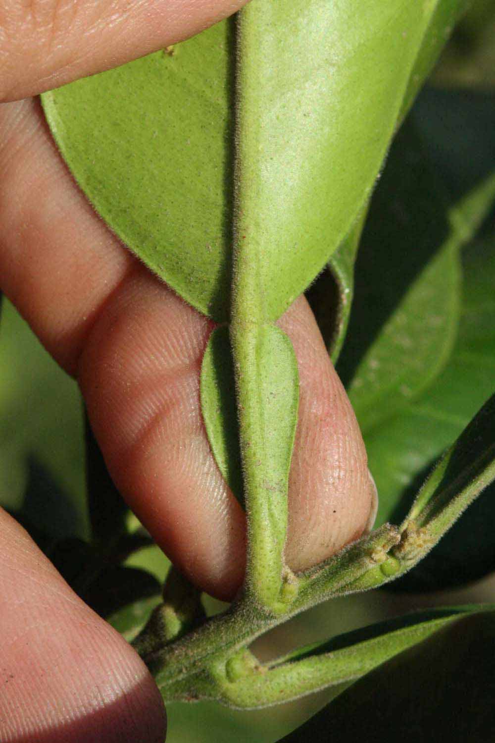              Petiole (Riverside, CA)       